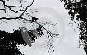 Steps of silhouette monkey jump between trees.