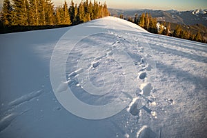 Steps on snow. Winter mountain range in Carpathian Mountain, Ukraine