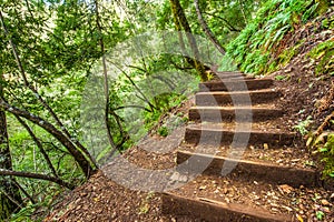 Steps on a steep hillside in forest area