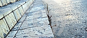 Steps of a street staircase with a piercing grass