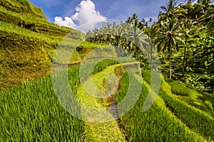 Tegallalang Rice Terrace photo