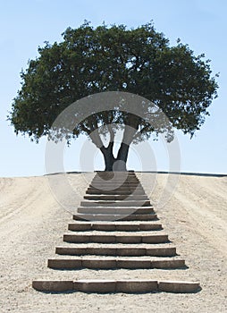 Steps to Serene Tree photo