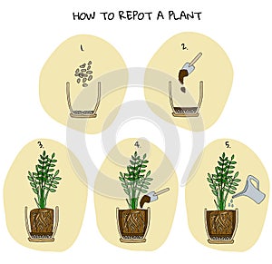 Steps of transplanting potted flower. Vector instruction. How to repot a zamioculcas plant. Hand drawn colored scheme