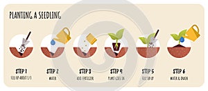 Steps in Transplanting Seedlings. Seedling gardening plant.