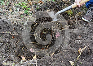 Steps of tree planting: a gardener is adding fertile soil for planting a tree into a planting hole