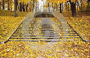 Steps in yellow leaves in autumn