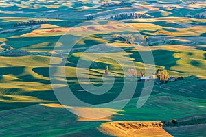 Sunset view of wheat farms in the rolling Palouse hills