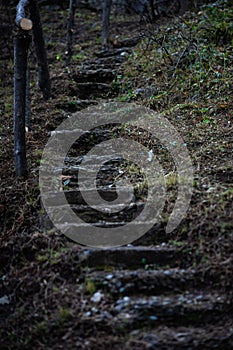 Stepway in a spring forest
