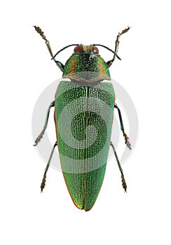 Steraspis squamosa (squamosus)
