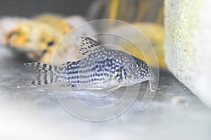 Sterbai cory catfish in tank