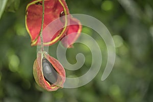 Sterculia monosperma, Chinese chestnut, Thai chestnut