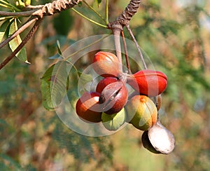 Sterculiaceae on tree