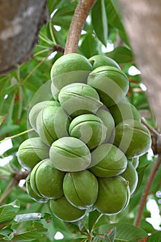 Sterculiaceae on tree