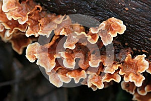 Stereum complicatum Mushrooms photo