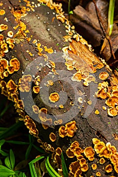 Stereum hirsutum, also called false turkey tail and hairy curtain crust, is a fungus typically forming multiple brackets on dead photo
