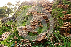 Stereum hirsutum autumn mushroom growing on dead tree trunk