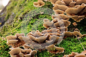 Stereum hirsutum autumn mushroom growing on dead tree trunk