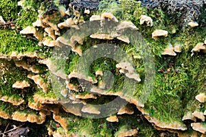 Stereum hirsutum fungi on tree stump photo