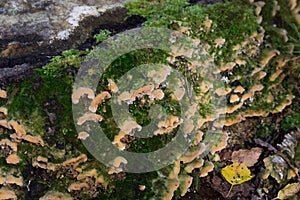 Stereum hirsutum fungi on tree stump photo