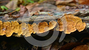 Stereum hirsutum fungus photo