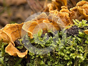 Stereum hirsutum. Orange colour fungus, in oakwood.