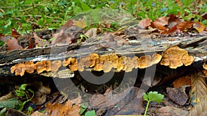 Stereum hirustum fungus photo