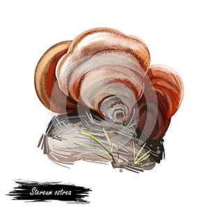 Stereum ostrea, false turkey tail or golden curtain crust mushroom closeup digital art illustration. Boletus has rusty colored photo