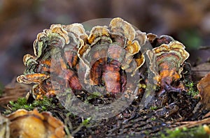 Stereum subtomentosum is an inedible small to medium bracket fungus. Tough but flexible. photo