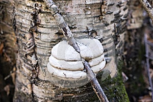 Sterile conk trunk rot of birch