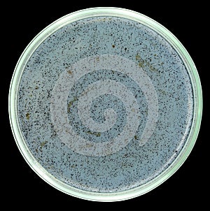 Sterile naphtha agar for oil-oxidizing bacteria cultivation isolated on black