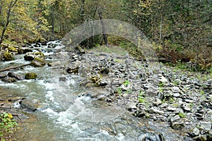 The sterile stream of a stormy mountain river, bending around the stones in its bed, flows through the autumn morning forest