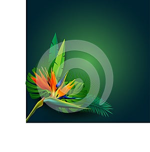 Sterilize, vector, Summer holidays banners with tropical flowers, 3d staly. Beautiful background with tropical plants on green