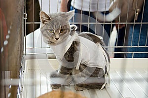 Sterilized cat in a bandage in a metal cage for an exhibition