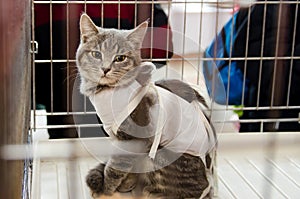 Sterilized cat in a bandage in a metal cage for an exhibition