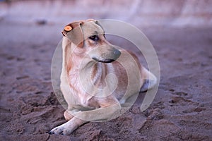A sterilized dog with a tag in its ear lies on the sand on the beach in the early morning