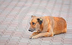 Sterilized stray dog