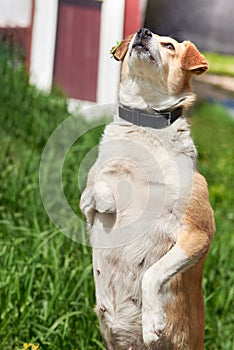 Sterilized stray dog without paws on a background of green grass
