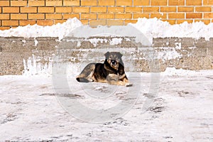 Sterilized street dog lies against a wall in the snow outside