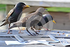 Sterling birds eating crumbs from a table