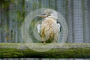 Stern looking Blue Winged Kookaburra