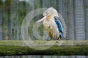 Stern looking Blue Winged Kookaburra