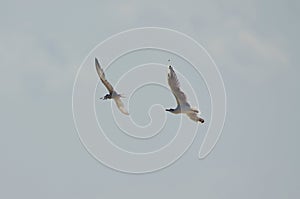 Sterna hirundo .Common Tern. Flying in sync