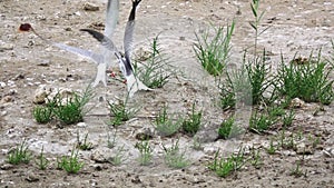 Sterna hirundo female being stolen in slow-mo