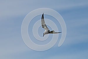 Sterna hirundo flying in the Hondo photo