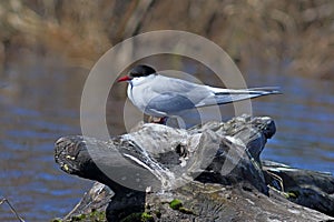 Sterna paradisaea. Arctic tern in spring on the Yamal Peninsula