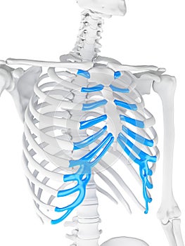 The sternal cartilage