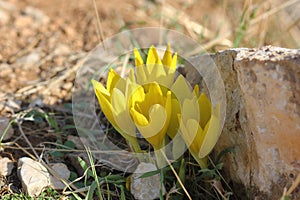 Sternbergia blooming in Judean desert in Gush Etzion  Israel