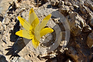 Sternbergia clusiana blossom, a bulbous flowering plant in the family Amaryllidaceae, subfamily Amaryllidoideae, Israel photo