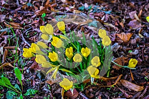 Sternbergia lutea