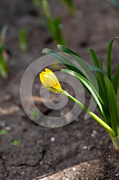 Sternbergia lutea in the garden. Note.Selective focus